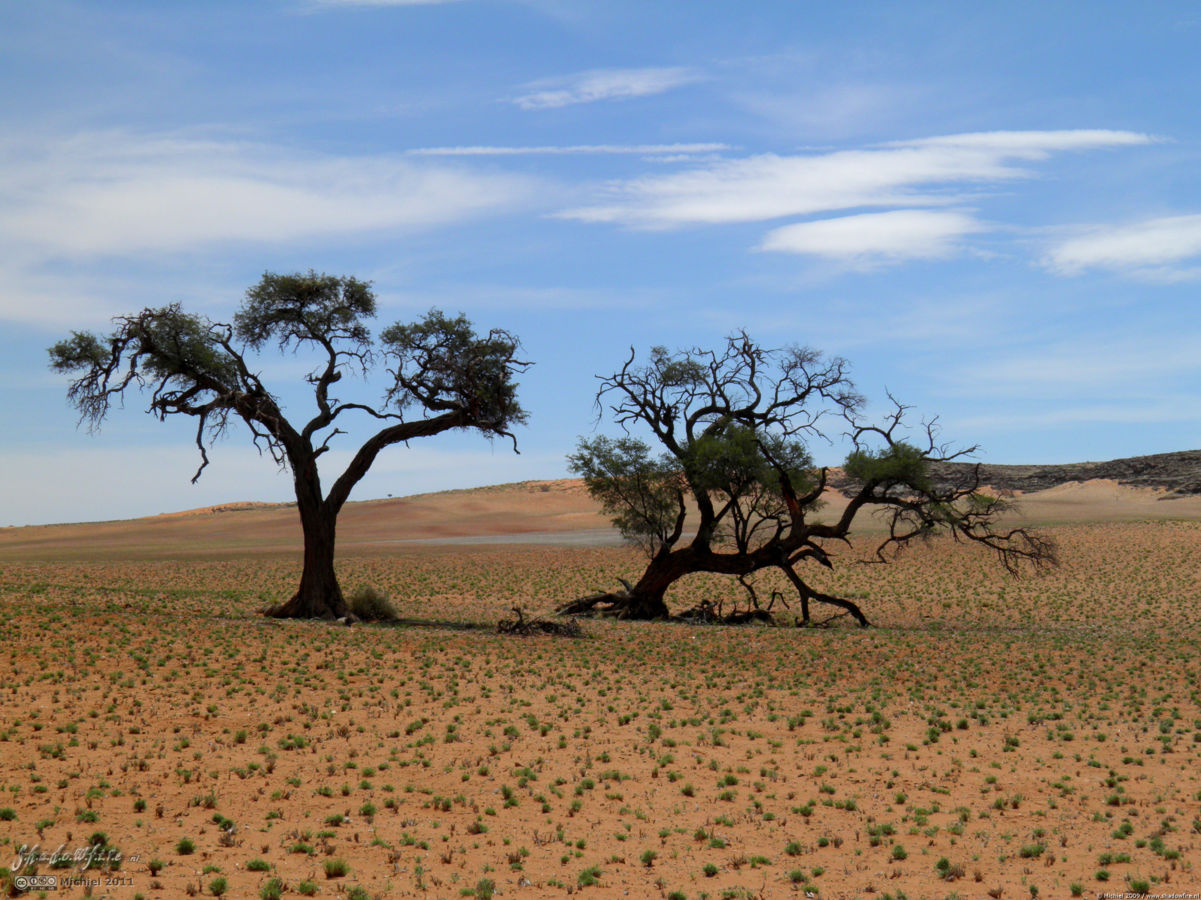 Boes Man, Namib Desert, Namibia, Africa 2011,travel, photography