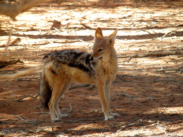 jackal, Sossusvlei, The Sand Dune Sea, Namib Desert, Namibia, Africa 2011,travel, photography