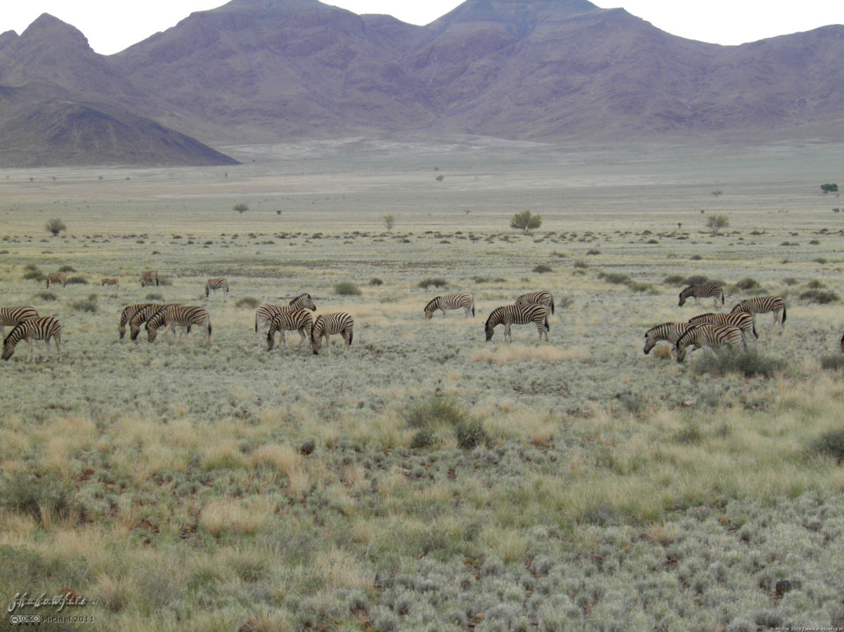 zebra, Namibia, Africa 2011,travel, photography