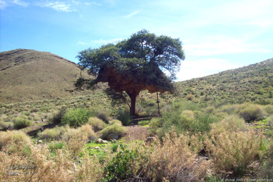 weaver nest, Namibia, Africa 2011,travel, photography