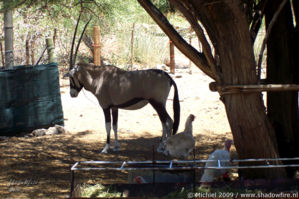 oryx, Seeheim hotel, Keetmanshoop, Namibia, Africa 2011,travel, photography,favorites