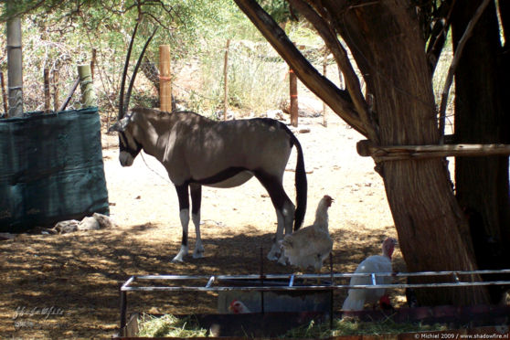 oryx, Seeheim hotel, Keetmanshoop, Namibia, Africa 2011,travel, photography,favorites