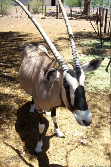 oryx, Seeheim hotel, Keetmanshoop, Namibia, Africa 2011,travel, photography