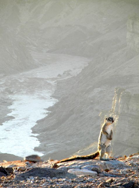 squirrel, Fish River Canyon, Namibia, Africa 2011,travel, photography,favorites