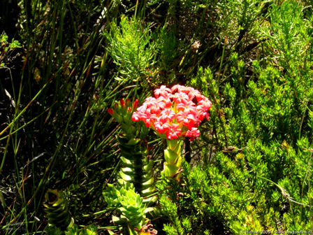 Table Mountain, Cape Town, South Africa, Africa 2011,travel, photography