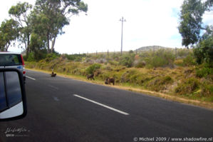 baboon, Cape Peninsula, South Africa, Africa 2011,travel, photography