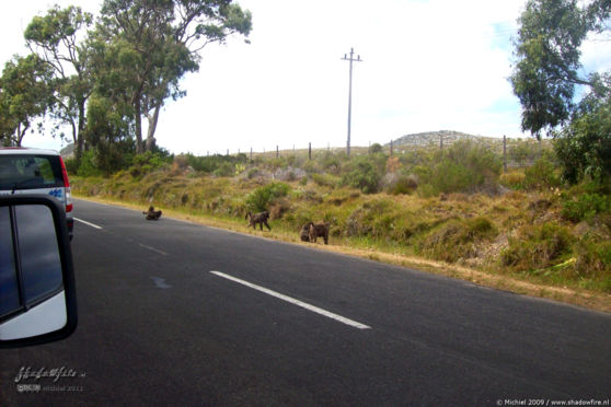 baboon, Cape Peninsula, South Africa, Africa 2011,travel, photography