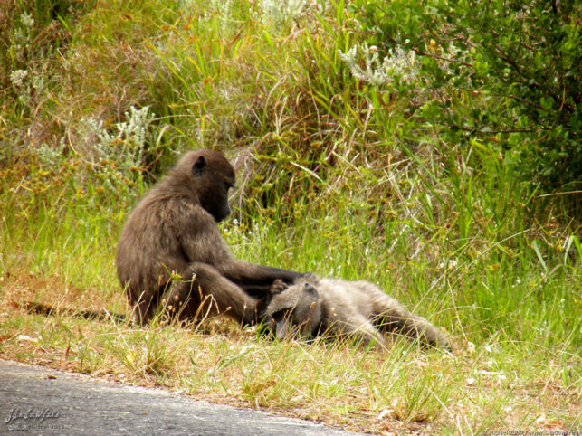 baboon, Cape Peninsula, South Africa, Africa 2011,travel, photography