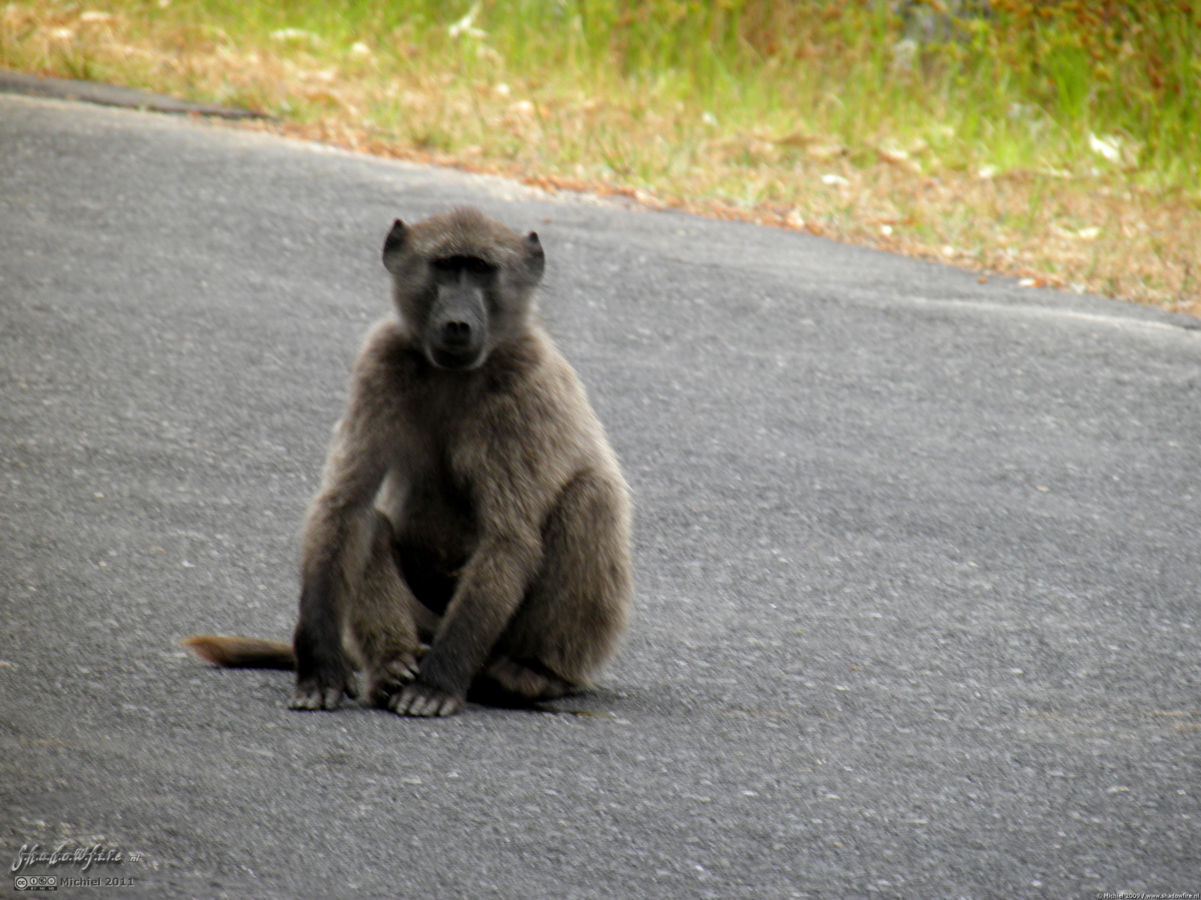 baboon, Cape Peninsula, South Africa, Africa 2011,travel, photography