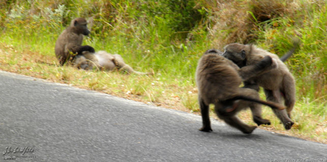 baboon, Cape Peninsula, South Africa, Africa 2011,travel, photography,favorites