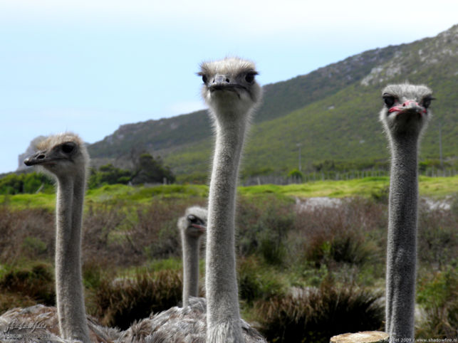 ostrich, ostrich farm, Cape Peninsula, South Africa, Africa 2011,travel, photography,favorites
