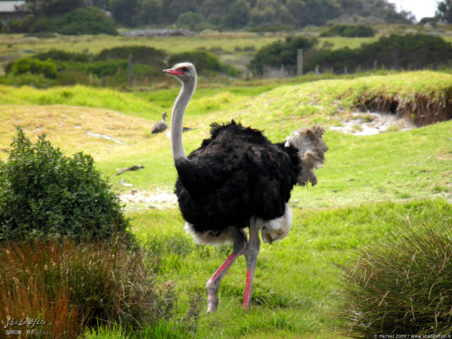 ostrich, ostrich farm, Cape Peninsula, South Africa, Africa 2011,travel, photography