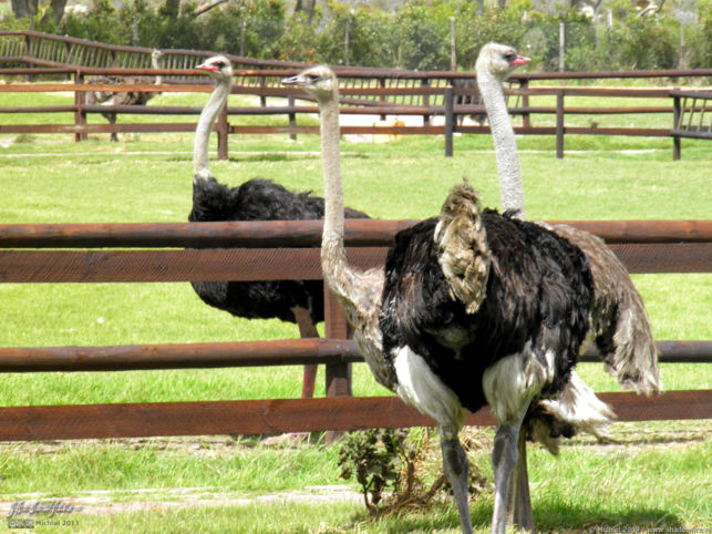 ostrich, ostrich farm, Cape Peninsula, South Africa, Africa 2011,travel, photography