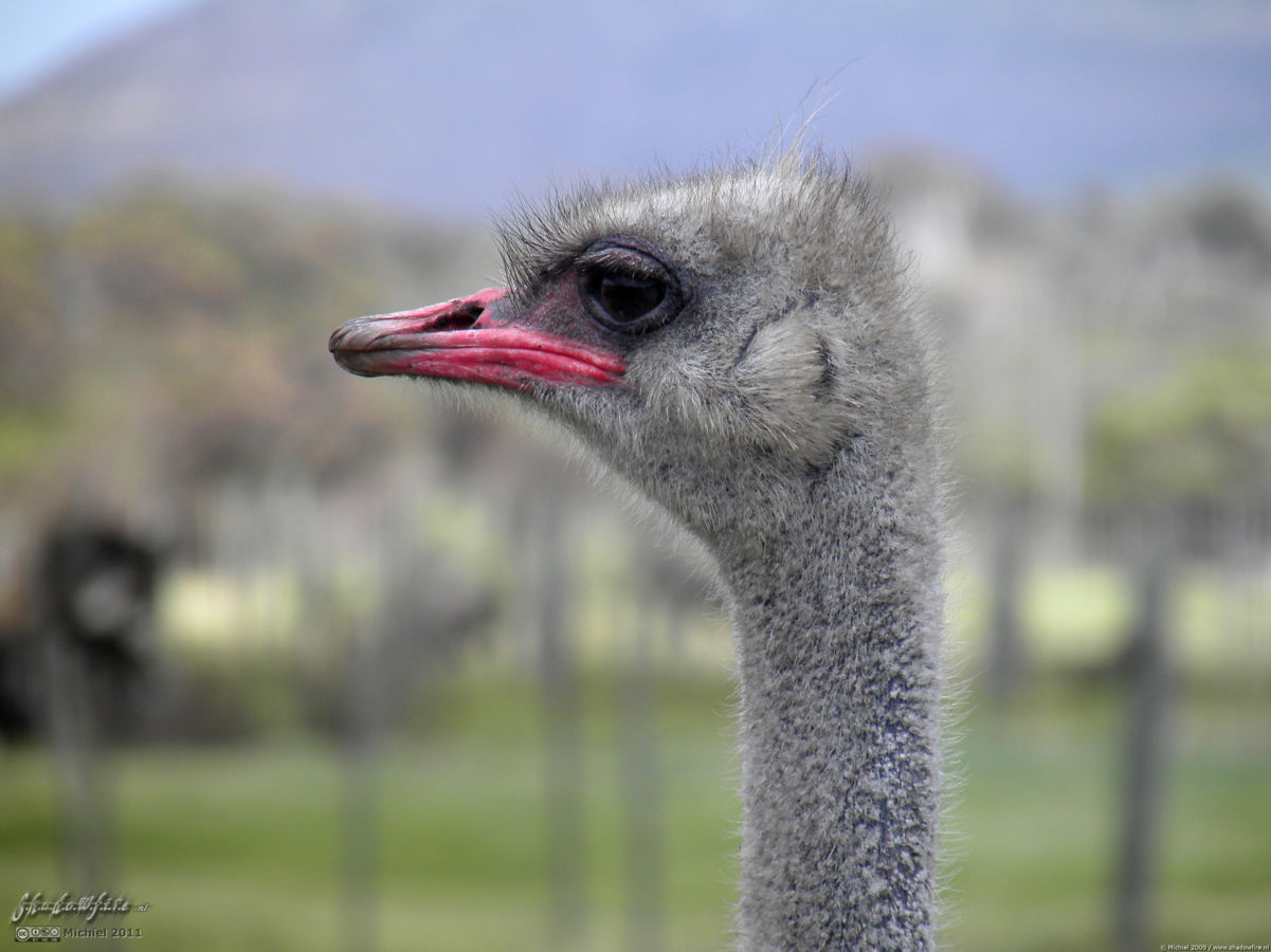 ostrich, ostrich farm, Cape Peninsula, South Africa, Africa 2011,travel, photography