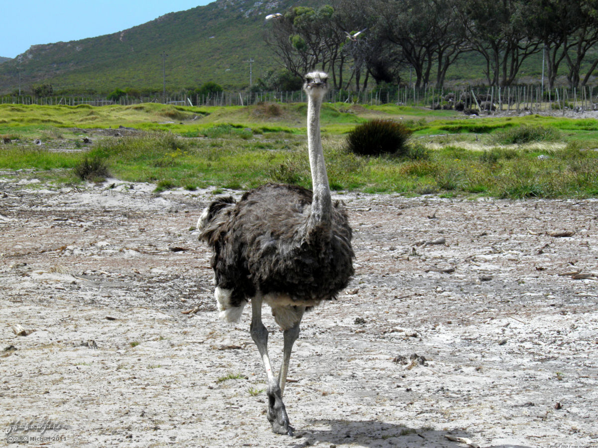 ostrich, ostrich farm, Cape Peninsula, South Africa, Africa 2011,travel, photography