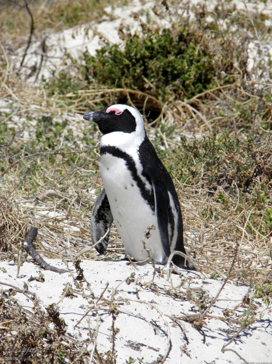 penguin, Penguin Colony, The Boulders, Cape Peninsula, South Africa, Africa 2011,travel, photography