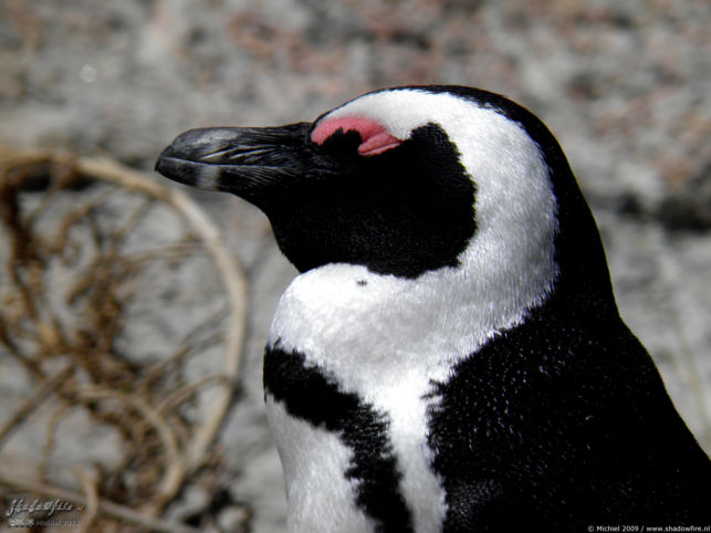 penguin, Penguin Colony, The Boulders, Cape Peninsula, South Africa, Africa 2011,travel, photography