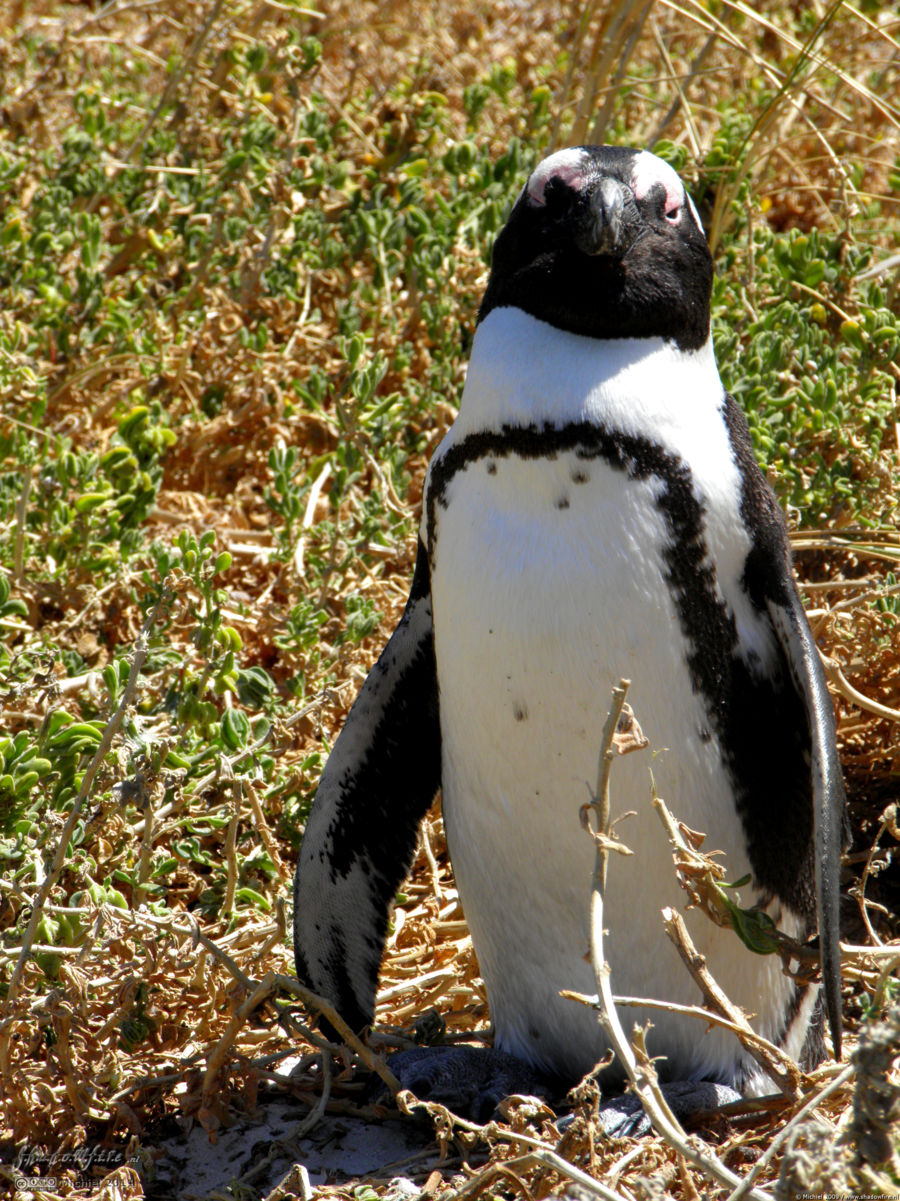 penguin, Penguin Colony, The Boulders, Cape Peninsula, South Africa, Africa 2011,travel, photography