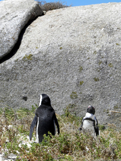penguin, Penguin Colony, The Boulders, Cape Peninsula, South Africa, Africa 2011,travel, photography