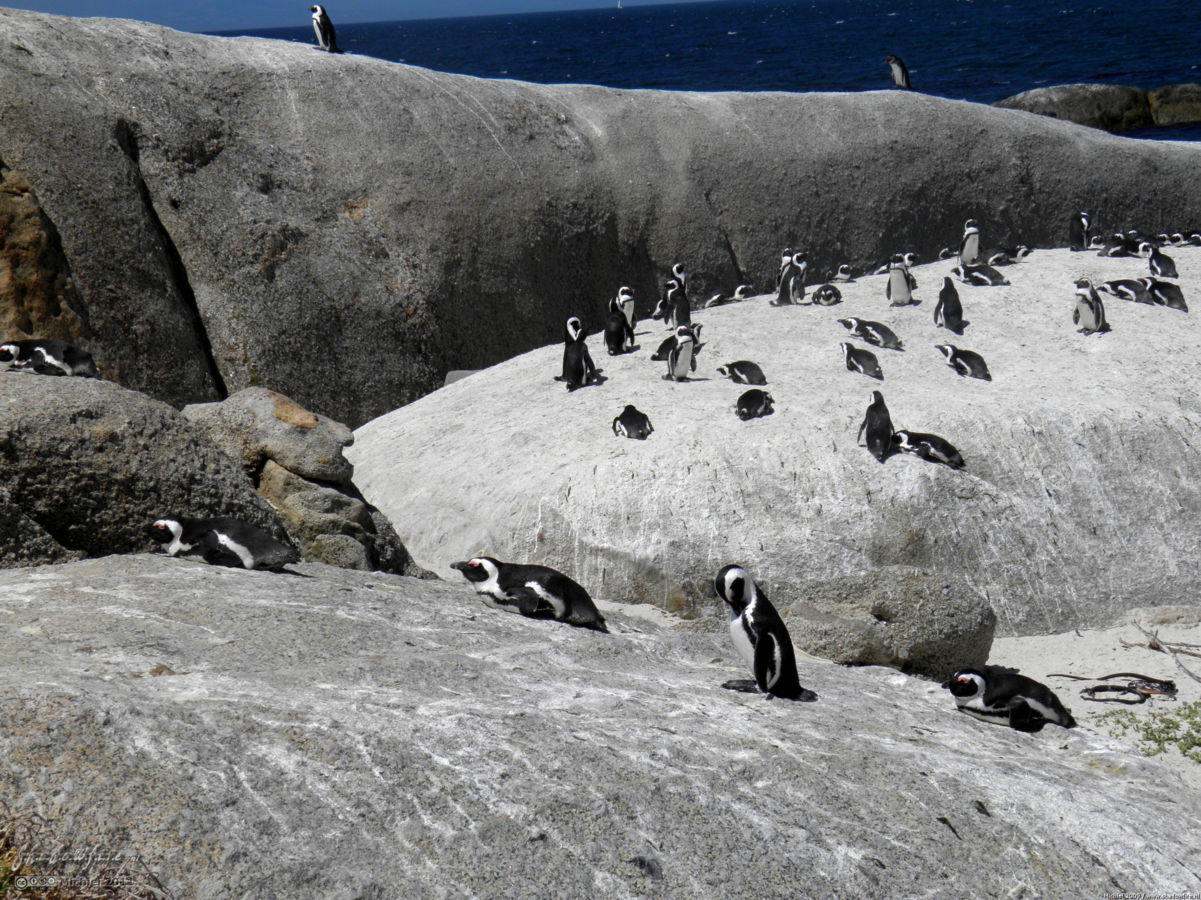 penguin, Penguin Colony, The Boulders, Cape Peninsula, South Africa, Africa 2011,travel, photography