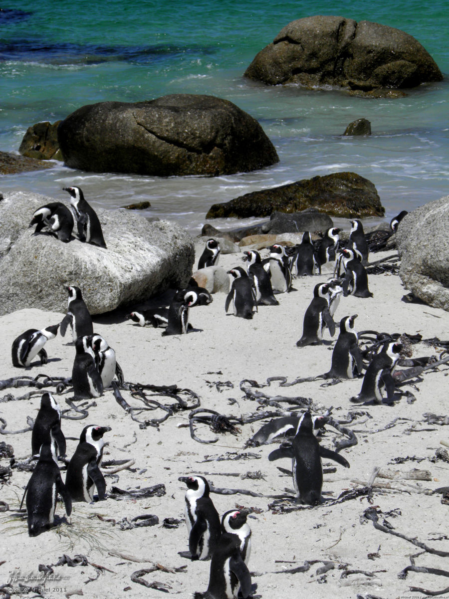 penguin, Penguin Colony, The Boulders, Cape Peninsula, South Africa, Africa 2011,travel, photography