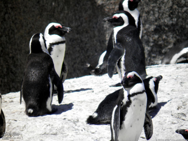 penguin, Penguin Colony, The Boulders, Cape Peninsula, South Africa, Africa 2011,travel, photography