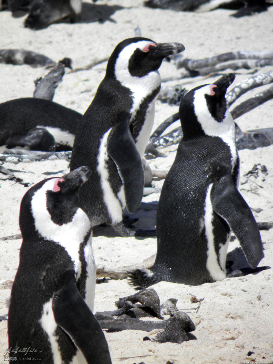 penguin, Penguin Colony, The Boulders, Cape Peninsula, South Africa, Africa 2011,travel, photography,favorites