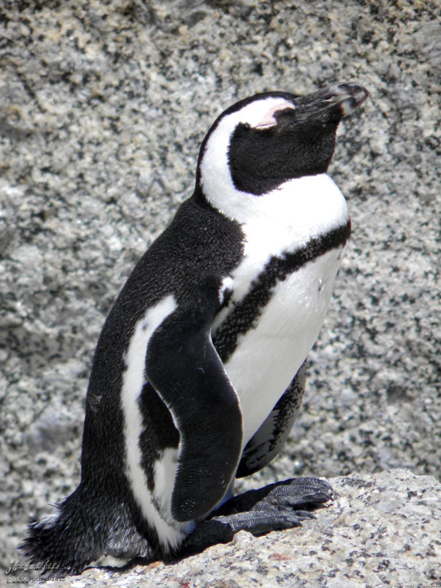 penguin, Penguin Colony, The Boulders, Cape Peninsula, South Africa, Africa 2011,travel, photography