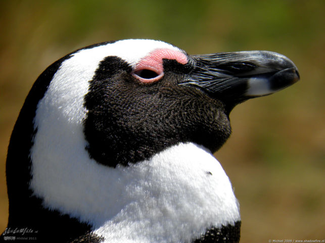 penguin, Penguin Colony, The Boulders, Cape Peninsula, South Africa, Africa 2011,travel, photography,favorites