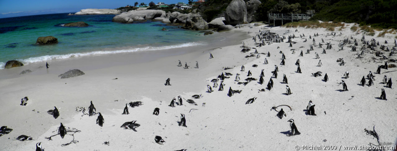 penguin panorama penguin, Penguin Colony, The Boulders, Cape Peninsula, South Africa, Africa 2011,travel, photography, panoramas