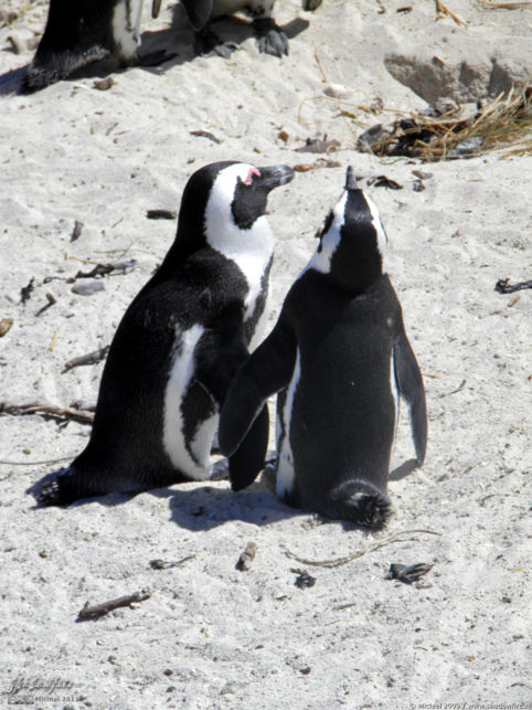 penguin, Penguin Colony, The Boulders, Cape Peninsula, South Africa, Africa 2011,travel, photography