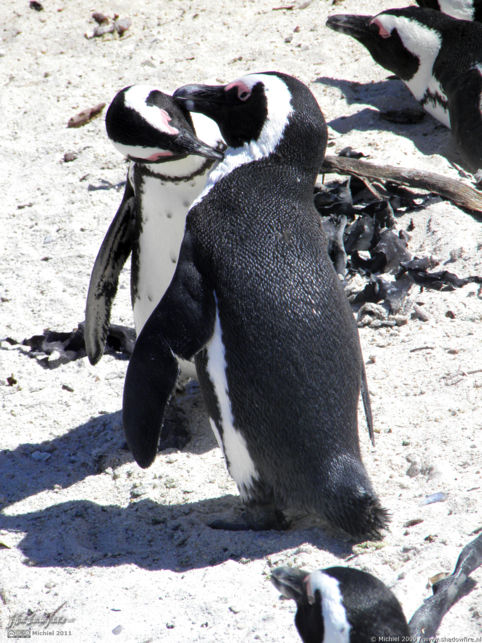 penguin, Penguin Colony, The Boulders, Cape Peninsula, South Africa, Africa 2011,travel, photography,favorites