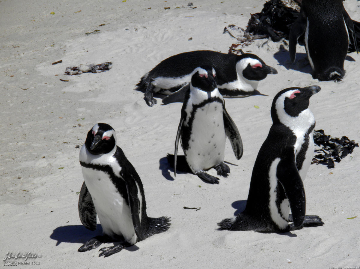 penguin, Penguin Colony, The Boulders, Cape Peninsula, South Africa, Africa 2011,travel, photography,favorites