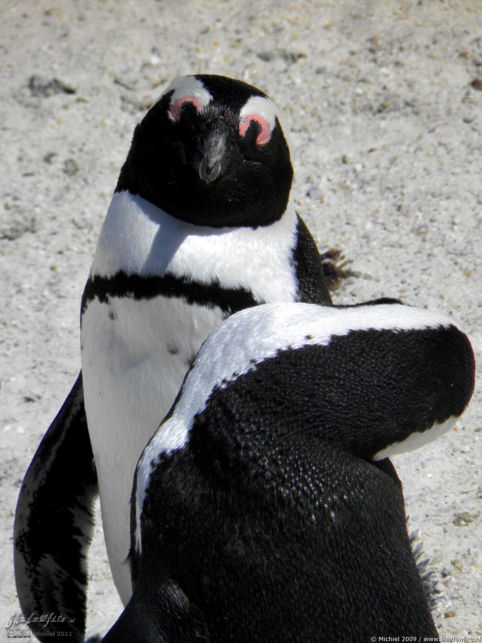 penguin, Penguin Colony, The Boulders, Cape Peninsula, South Africa, Africa 2011,travel, photography,favorites