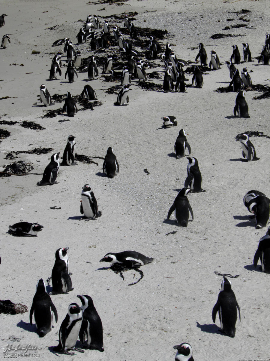 penguin, Penguin Colony, The Boulders, Cape Peninsula, South Africa, Africa 2011,travel, photography