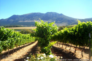 vineyard, Wynberg, Cape Peninsula, South Africa, Africa 2011,travel, photography