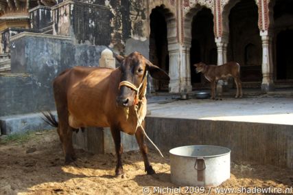 Ram Gopal Poddar, Ramgarh, Shekhawati, Rajasthan, India, India 2009,travel, photography,favorites