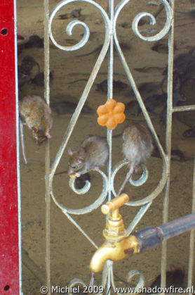 Karni Mata rat temple, Deshnok, Rajasthan, India, India 2009,travel, photography