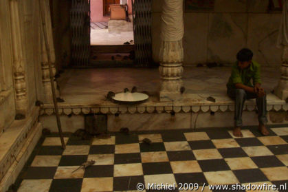 Karni Mata rat temple, Deshnok, Rajasthan, India, India 2009,travel, photography