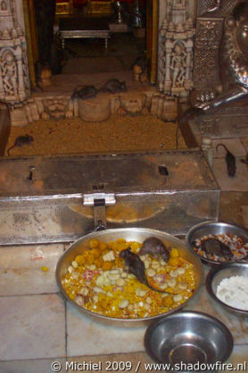 Karni Mata rat temple, Deshnok, Rajasthan, India, India 2009,travel, photography,favorites