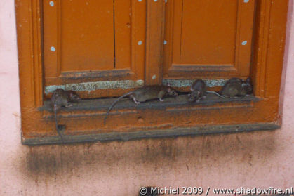 Karni Mata rat temple, Deshnok, Rajasthan, India, India 2009,travel, photography