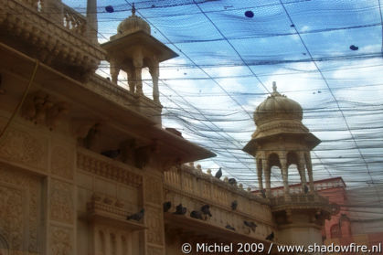 Karni Mata rat temple, Deshnok, Rajasthan, India, India 2009,travel, photography