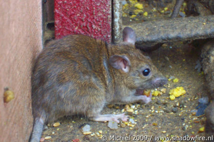 Karni Mata rat temple, Deshnok, Rajasthan, India, India 2009,travel, photography