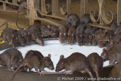 Karni Mata rat temple, Deshnok, Rajasthan, India, India 2009,travel, photography,favorites