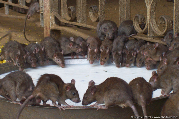 Karni Mata rat temple, Deshnok, Rajasthan, India, India 2009,travel, photography,favorites