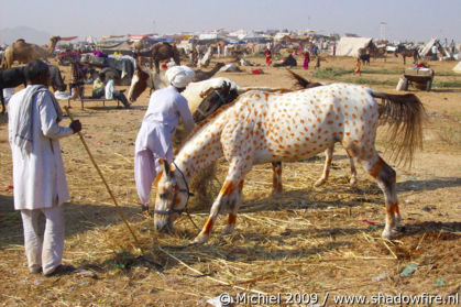 Camel Fair, Pushkar, Rajasthan, India, India 2009,travel, photography,favorites