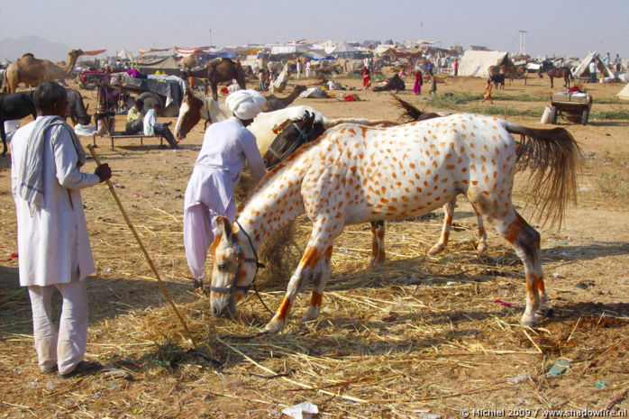 Camel Fair, Pushkar, Rajasthan, India, India 2009,travel, photography,favorites