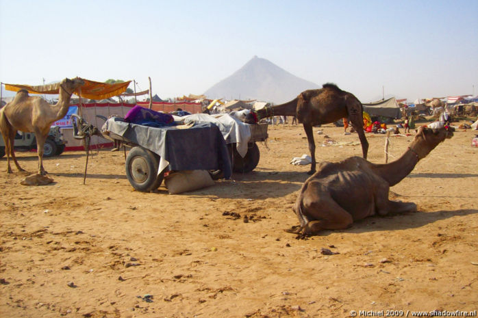 Camel Fair, Pushkar, Rajasthan, India, India 2009,travel, photography