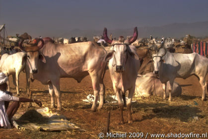 Camel Fair, Pushkar, Rajasthan, India, India 2009,travel, photography,favorites