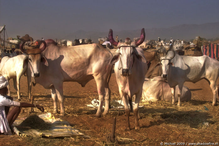 Camel Fair, Pushkar, Rajasthan, India, India 2009,travel, photography,favorites